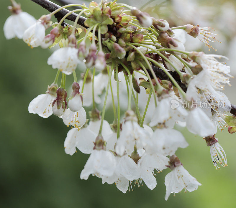 野樱桃(Prunus avium)花